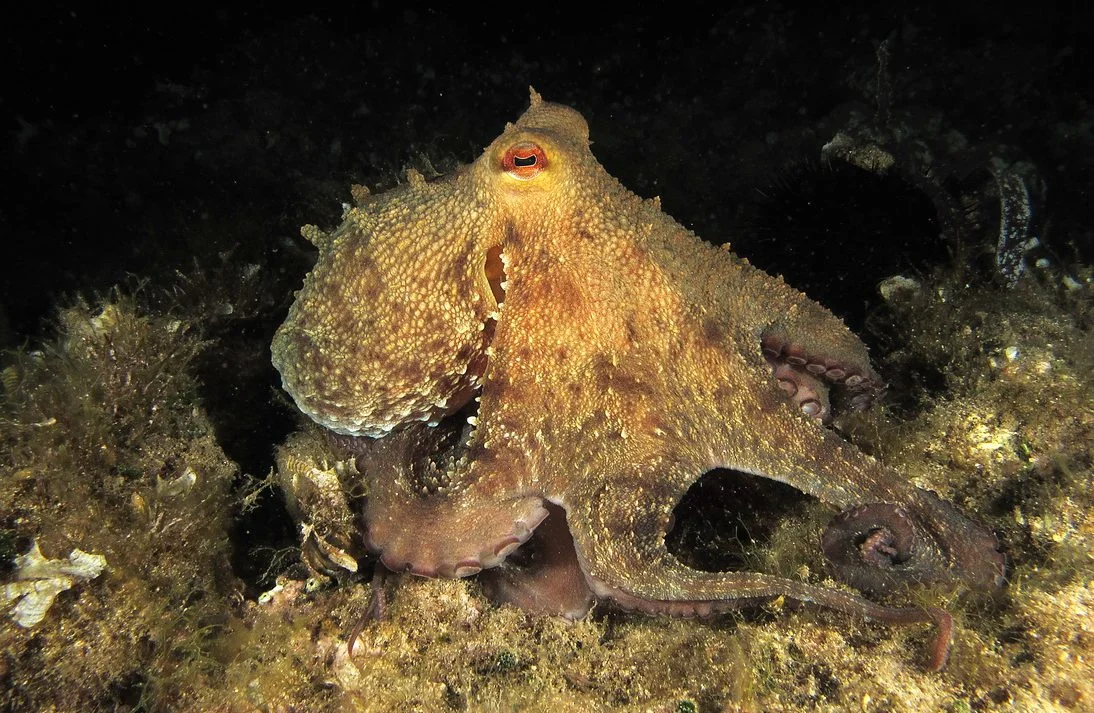 Octopus vulgaris mimetismo cromatico