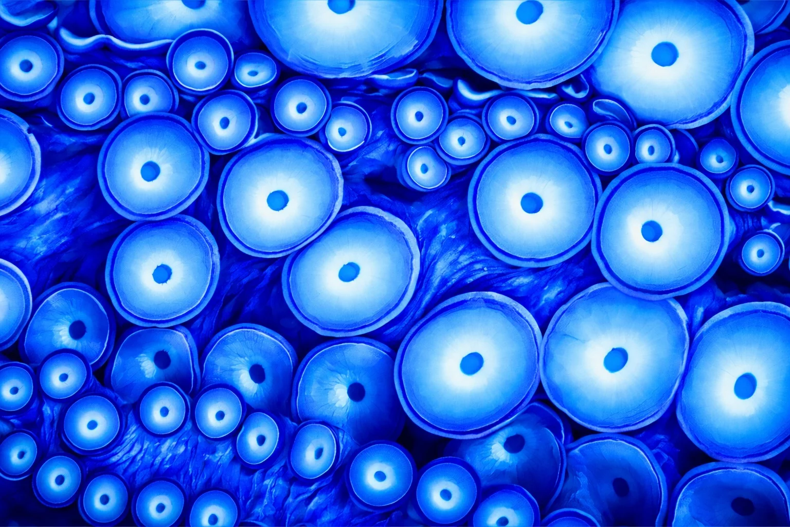 OCTOBLUE SUCKERS - Stampa su Tela - Stampa su tela OctoWonders