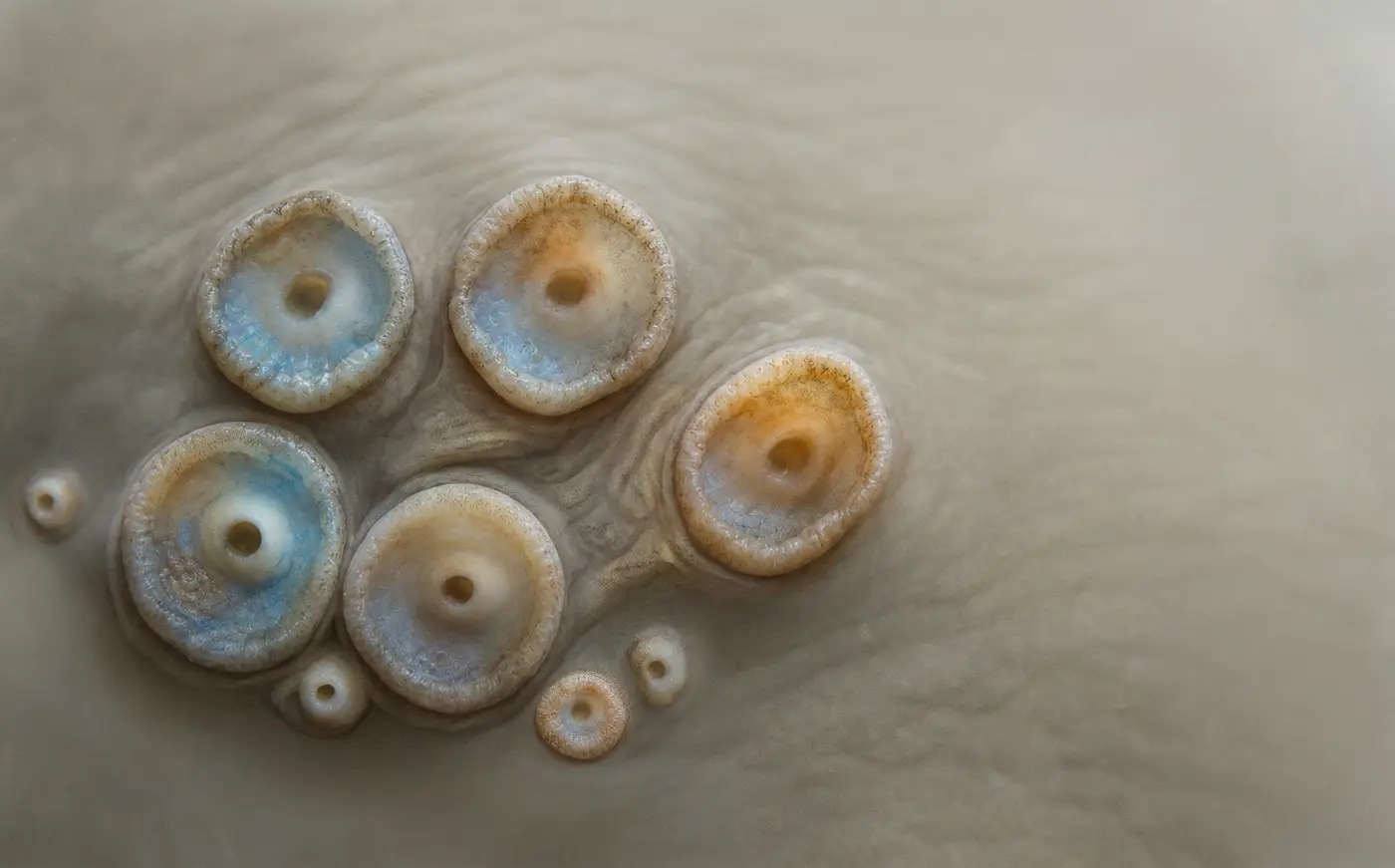 OCTOMUTATION - From an AI Hallucination to Mutation . . Stampa su Tela - Stampa su tela OctoWonders